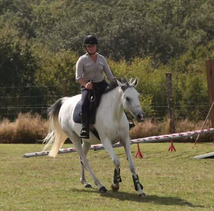Éducation jeune cheval à Grignols