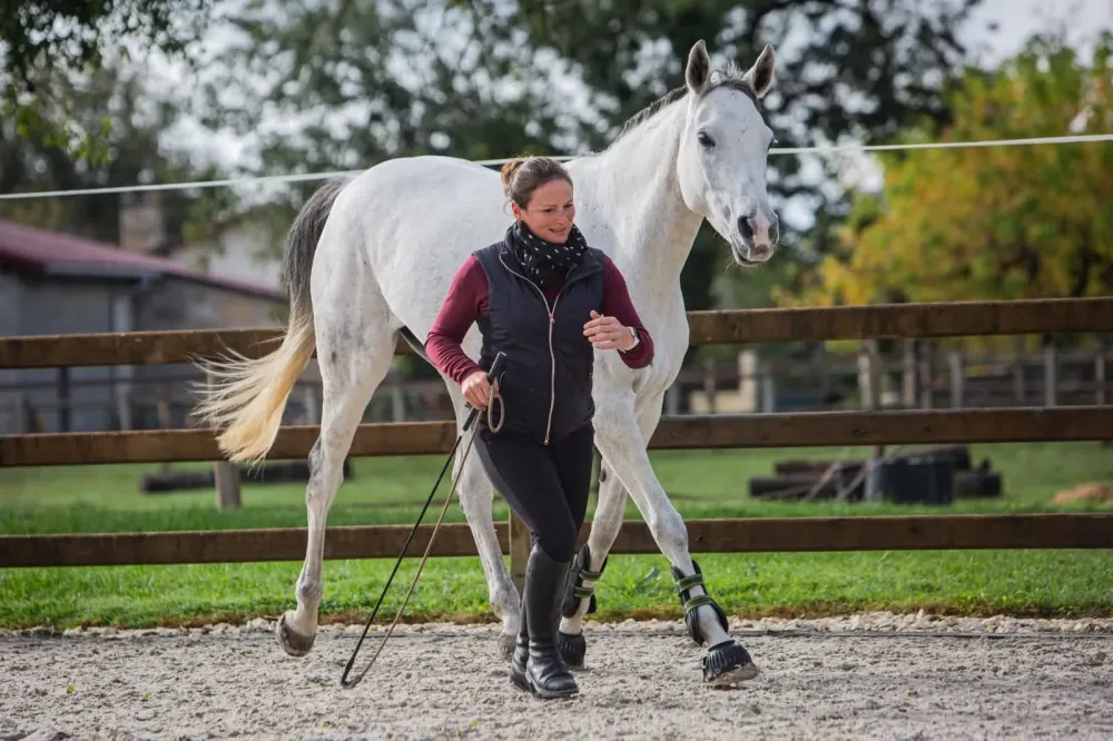 Enseignement équitation à Grignols