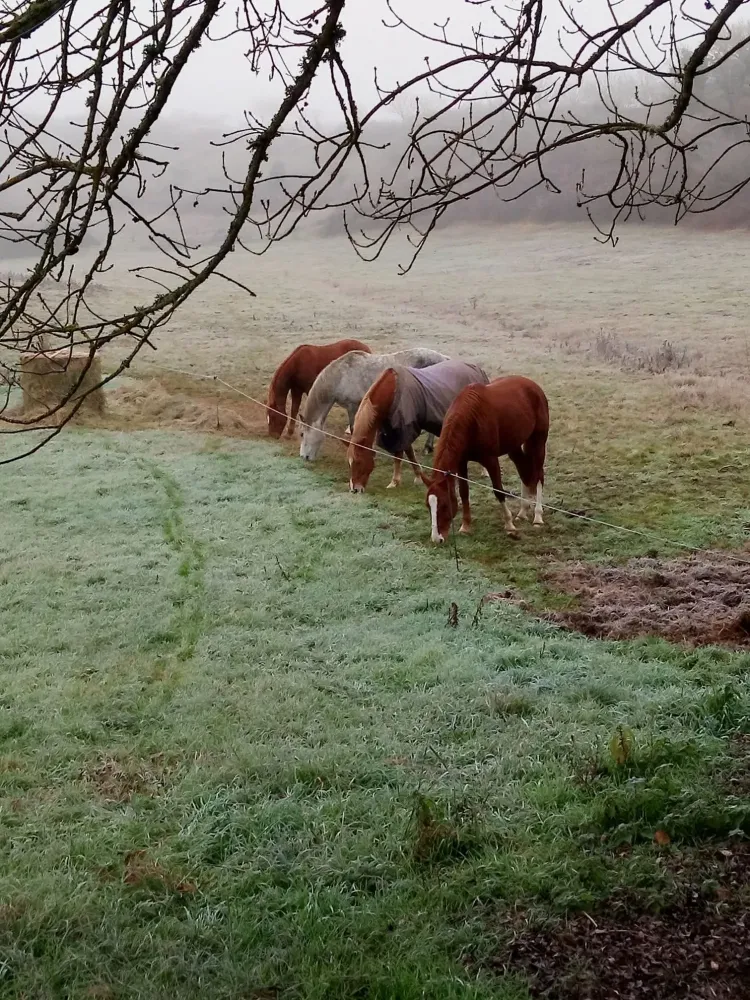 Écurie de propriétaire à Grignols